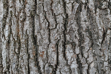 old tree bark natural background close up. textured tree surface. template for design