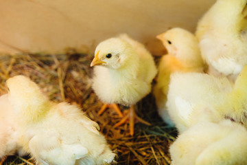 Little chickens on straw. Small hen or cock walking.