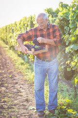 Fototapeta premium Senior man examining the grapes in the vineyard.