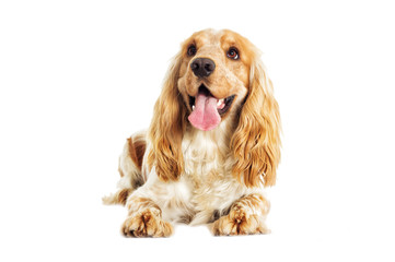 English Spaniel dog on a white background