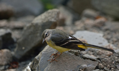 Grey Wagtail (Motacilla cinerea), Greece