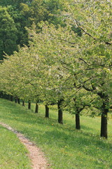 Fototapeta na wymiar Weg mit Apfelbäumen in der fränkischen Schweiz