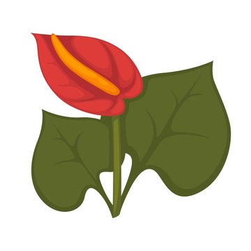 Anthurium andraeanum red flower with green leaves isolated on white
