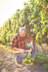 Naklejka na ściany i meble Senior man examining the grapes in the vineyard.