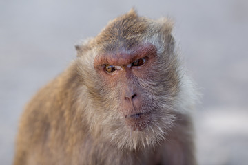 Monkey natural background
