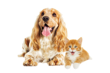 English Spaniel dog and kitten on a white background