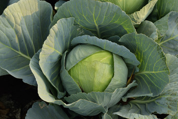 Fototapeta premium Fresh Green Cabbage 