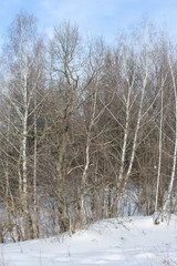 View of winter forest in sunny day