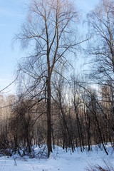 View of winter forest in sunny day
