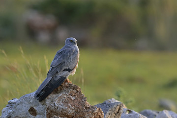 Montagu's Harrier (Circus pygargus). Greece