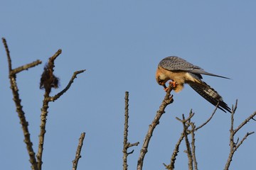 Red-footed Falcon (Falco vespertinus), Crete