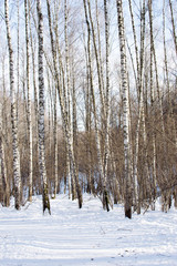 View of winter forest in sunny day