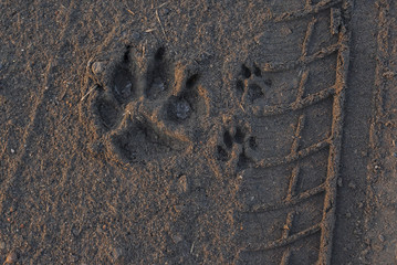 Animal footprint in sand