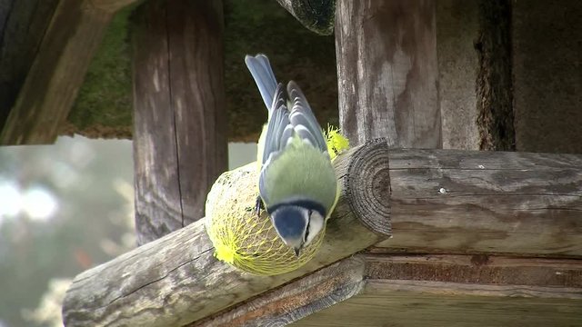 Intensiv piekt die Blaumeise am Meisenkn&ouml;del