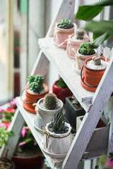 Small cactuses and succulents at the flower shop.