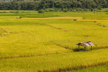  Hut in the rice field