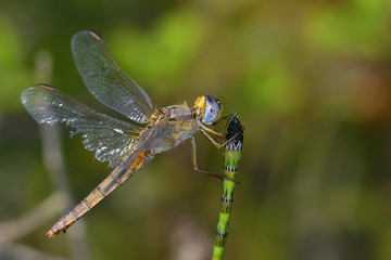 Red-veined Darter -(Sympetrum fonscolombii), Crete