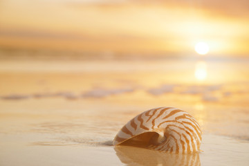 golden nautilus shell