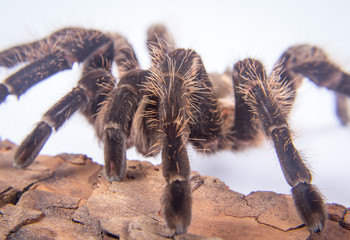 Closeup of mexican spider -tarantula (brachypelma albopilosum)