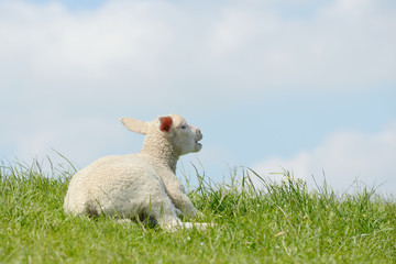 Fototapeta premium lamb lying on pasture