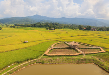  Hut in the rice field