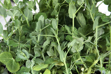 peas plant