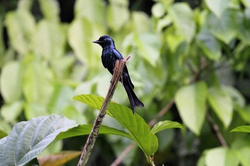Bronzed Drongo (Dicrurus aeneus) in Borneo, Malaysia - ヒメオウチュウ