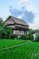 Fototapeta na wymiar House in rice fields of Ubud, Bali, Indonesia