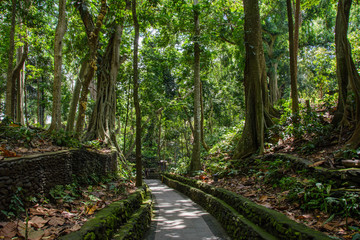 Fototapeta na wymiar Path in Monkey Forest, Ubud, Bali, Indonesia
