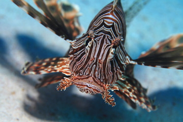 Common lionfish