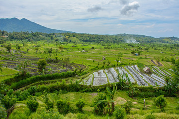 Fototapeta na wymiar Rice fields in Karangasem, Bali, Indonesia
