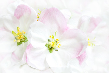 Obraz na płótnie Canvas Beautiful spring flowers in blossom. Floral wallpaper