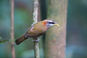 Streak-breasted scimitar babbler (Pomatorhinus ruficollis) in Tam Dao, North Vietnam
