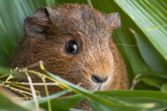 cute guinea pig