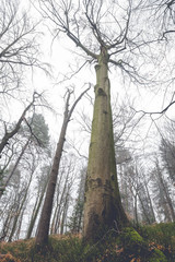 Pillars of the Earth