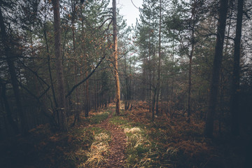 Obraz premium Shadows