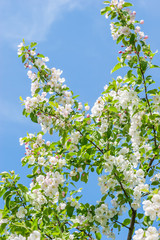 apple flowers Blossoming