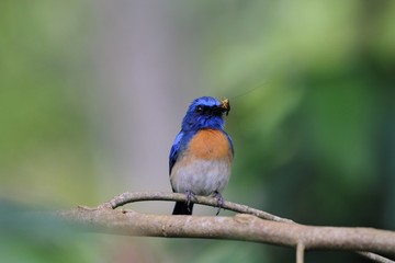 Obraz premium Male Malaysian Blue Flycatcher (Cyornis turcosus) with Prey - マレーシアヒメアオヒタキ
