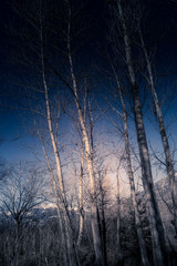 mountain panorama, walk in the forest with trees