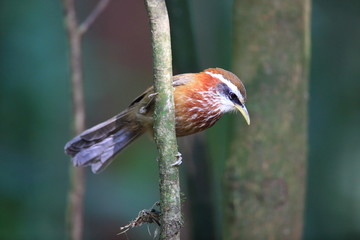 Streak-breasted scimitar babbler (Pomatorhinus ruficollis) in Tam Dao, North Vietnam