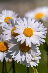 Fototapeta premium field daisy closeup