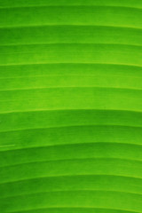 green background from banana leaf in crosswise.