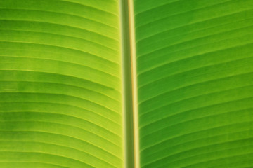 green background of banana leaf.