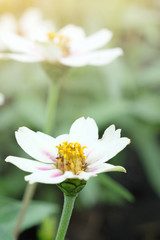 white flowers in the garden with orange light