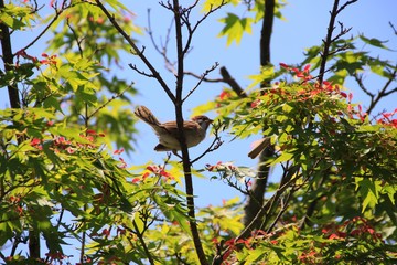 新緑の公園 