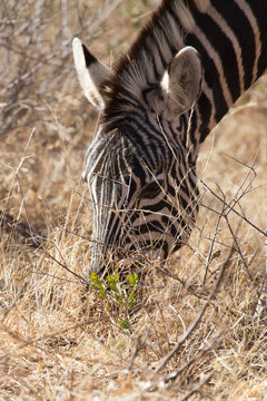 Zebra, Madikwe Game Reserve