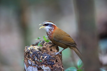 Streak-breasted scimitar babbler (Pomatorhinus ruficollis) in Tam Dao, North Vietnam

