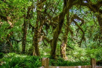 Amazing trees in a tropical forest, Hoh Rain forest, Olympic National Park, Washington USA