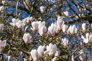 flowers magnolia tree in spring sunny day