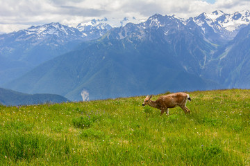 Fototapeta na wymiar Deer in the meadow in mountains, Olympic National Park, Washington, USA